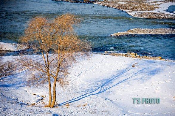 大熊猫“七仔”雪地滚了一身炸裂糖霜 网友:秒变咖啡冰激凌